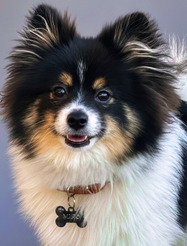 Sesión de fotos para mascotas en casa, Mexicali