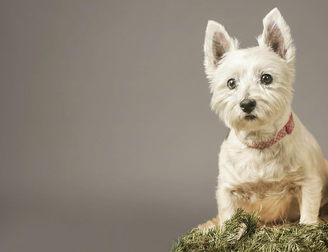 Fotógrafo de mascotas en Mexicali, sesión con perro a domicilio
